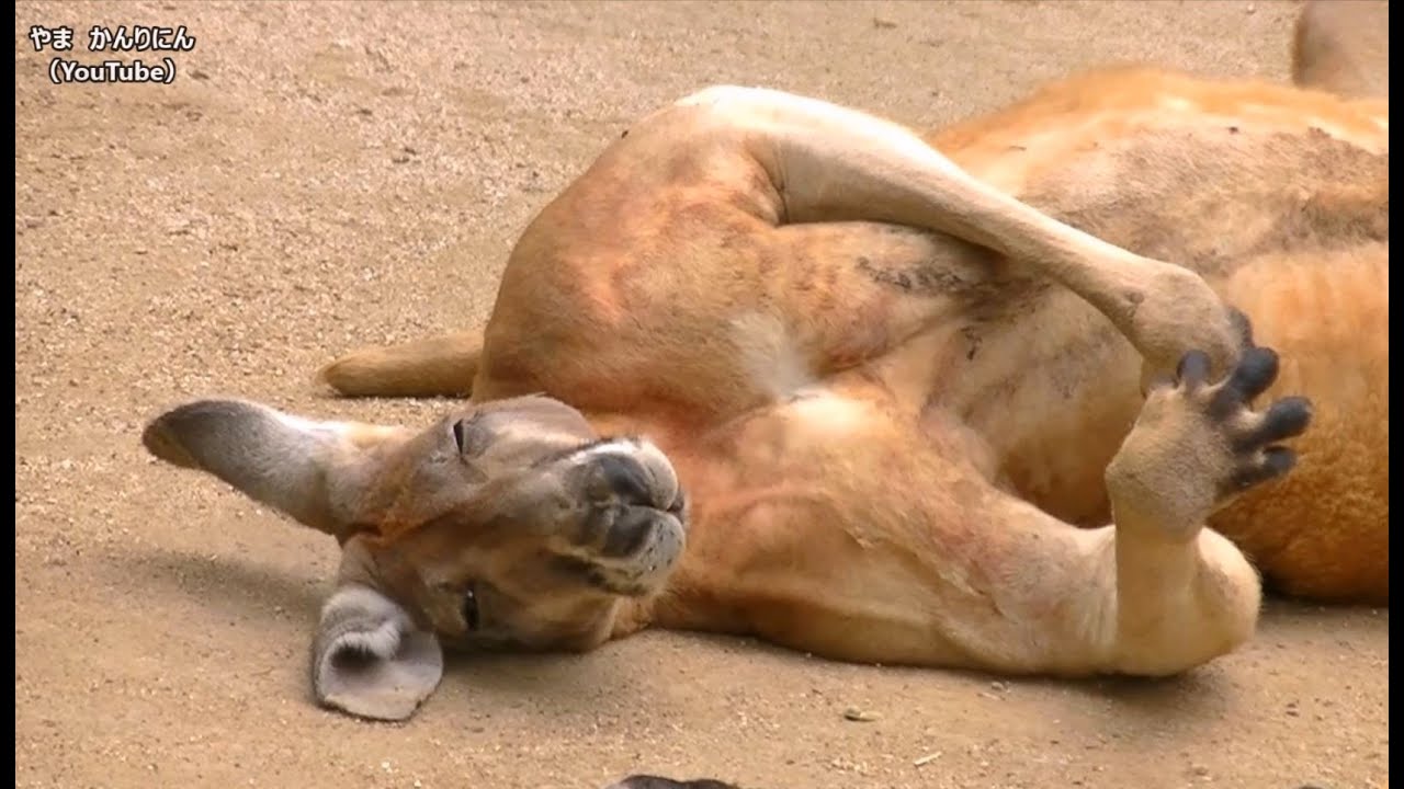 やる気のないカンガルー ＆ おもしろい飼育員さん / 東山動物園