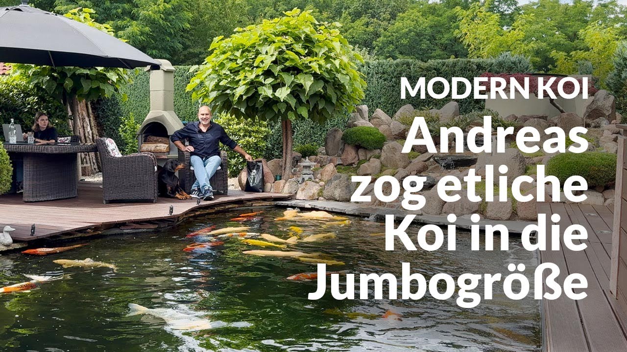 Andreas 40.000 Liter Teich mit perfektem Wasser | Modern Koi Blog #6907