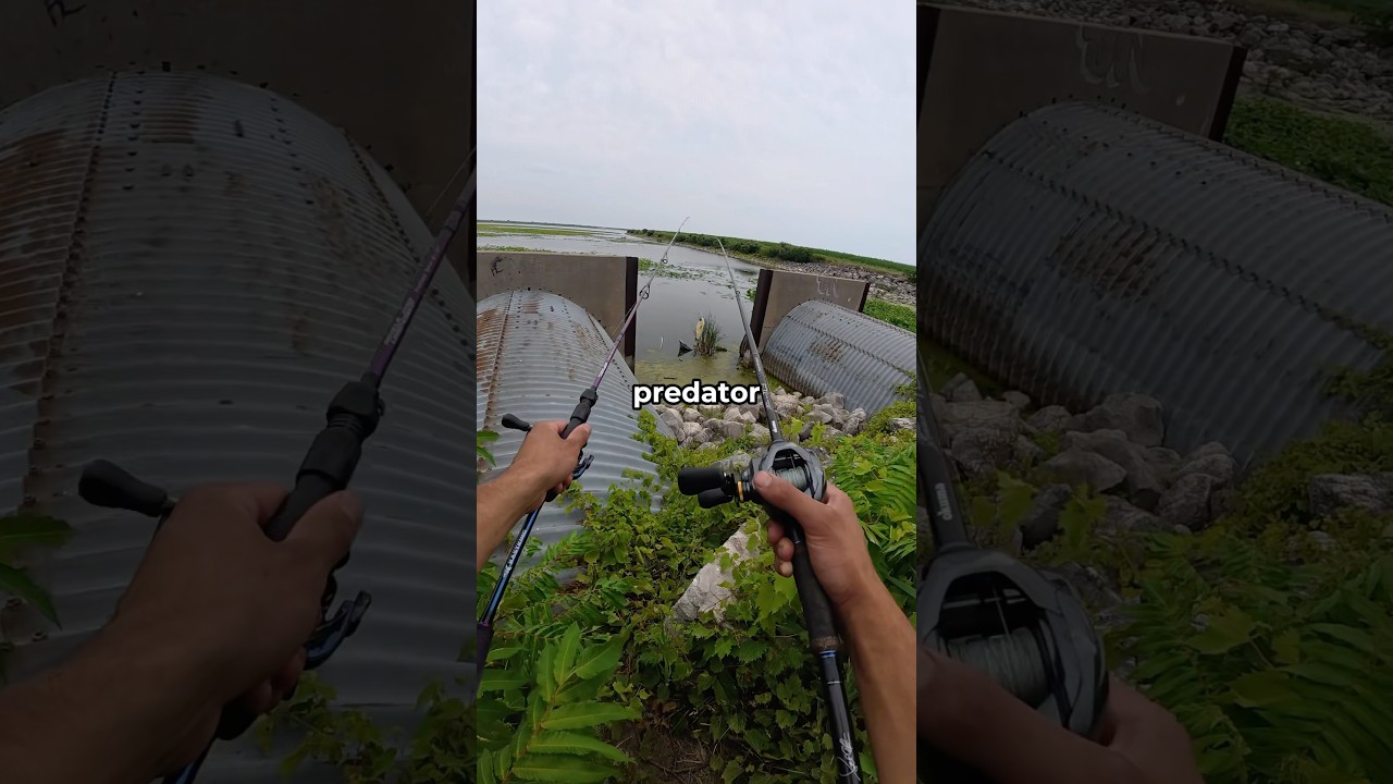 These BIG drains are home to a PREDATOR fish