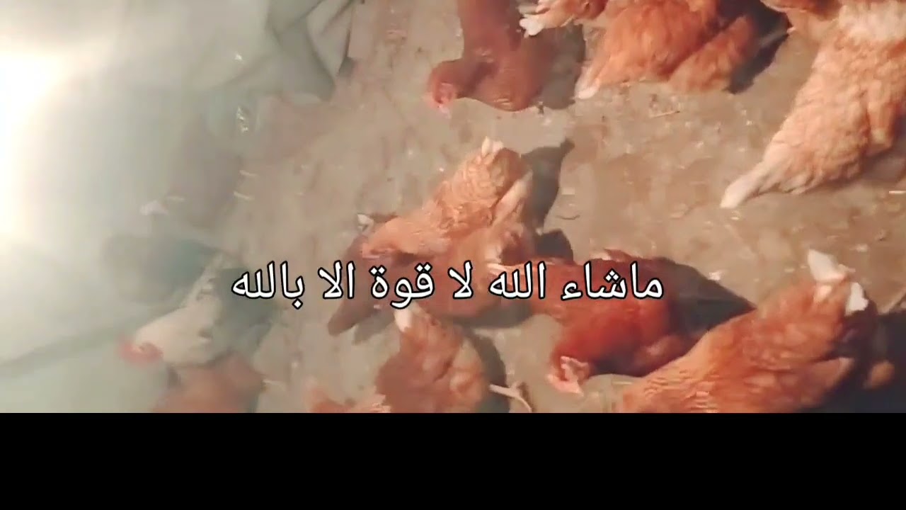 التغذيه الصحيحه واللون اللى الدواجن بتحبه للاضاءه واللى محدش يتوقع أن الارضيه الرمليه هى أساس البيض