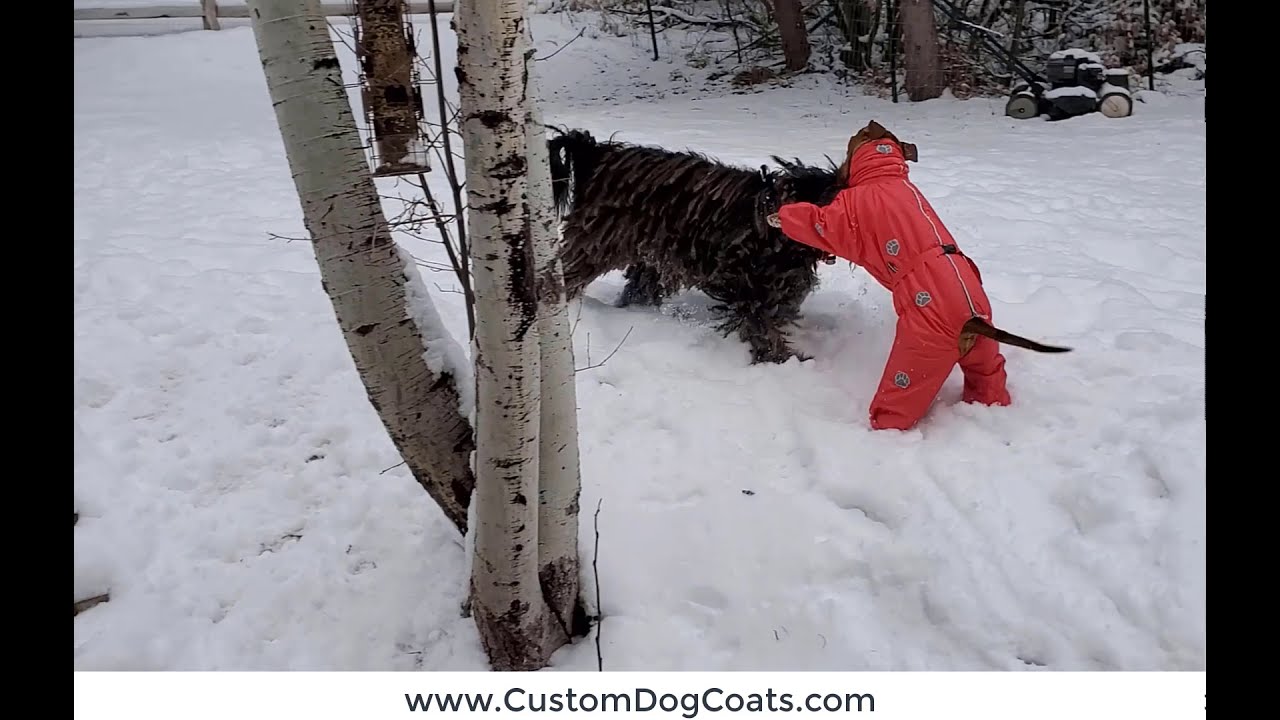 Winter Custom Dog Coat with Attached Boots