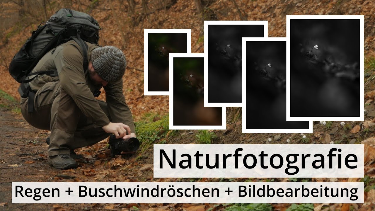 Naturfotografie: BUSCHWINDRÖSCHEN im Regen (und in SCHWARZWEISS) + Bildbearbeitung