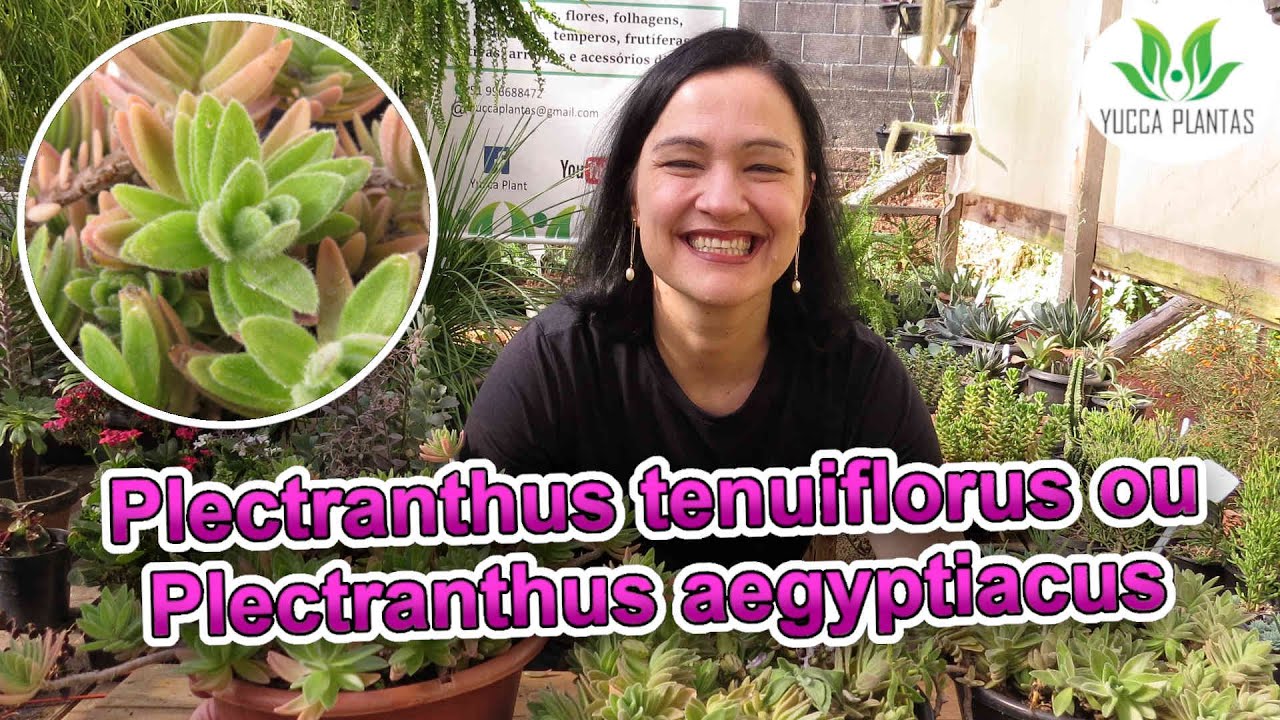 Plectranthus tenuiflorus ou Plectranthus aegyptiacus