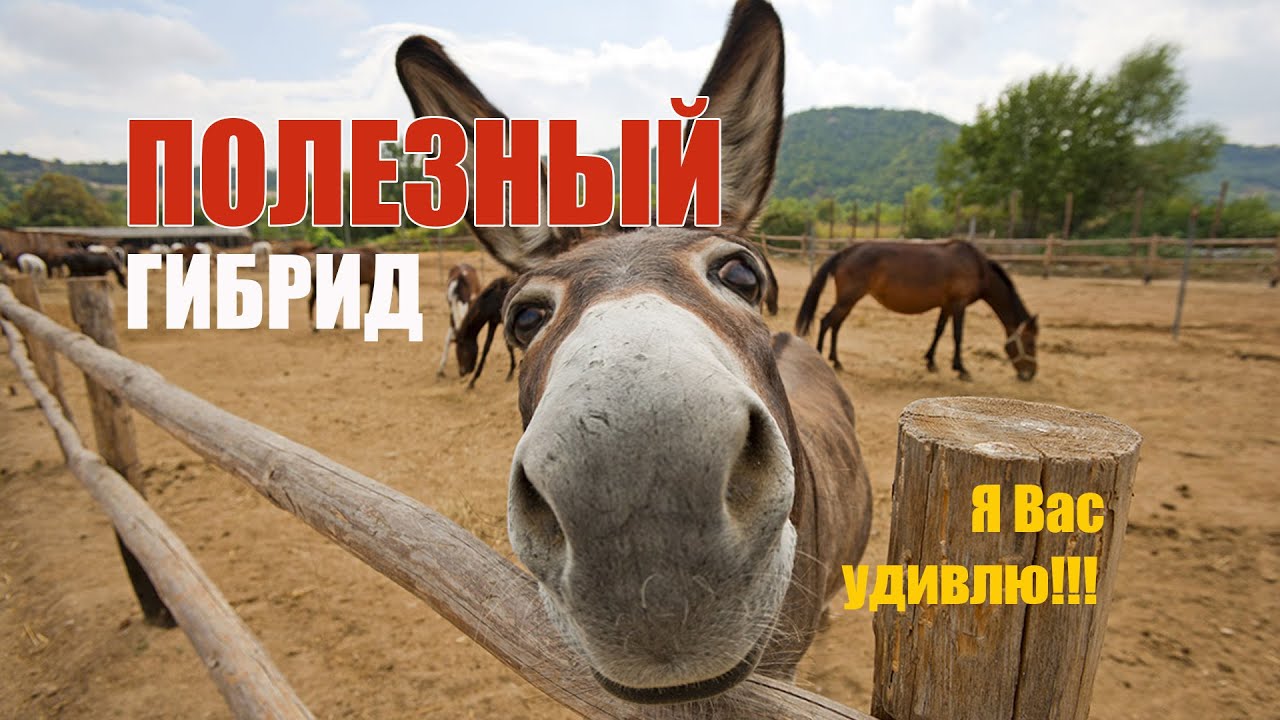 Мул-удивительный гибрид