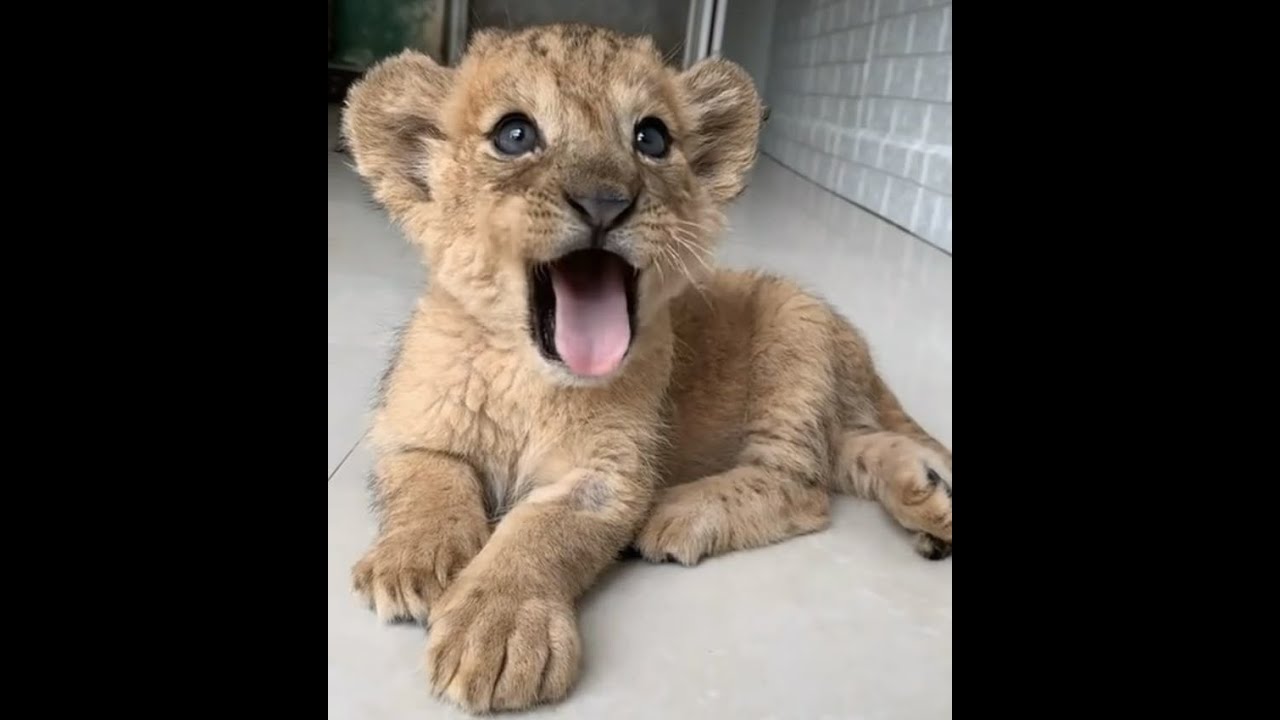 🐕 Супер смешные видео с животными для отличного настроения! 🐈 Улыбнитесь! 😺