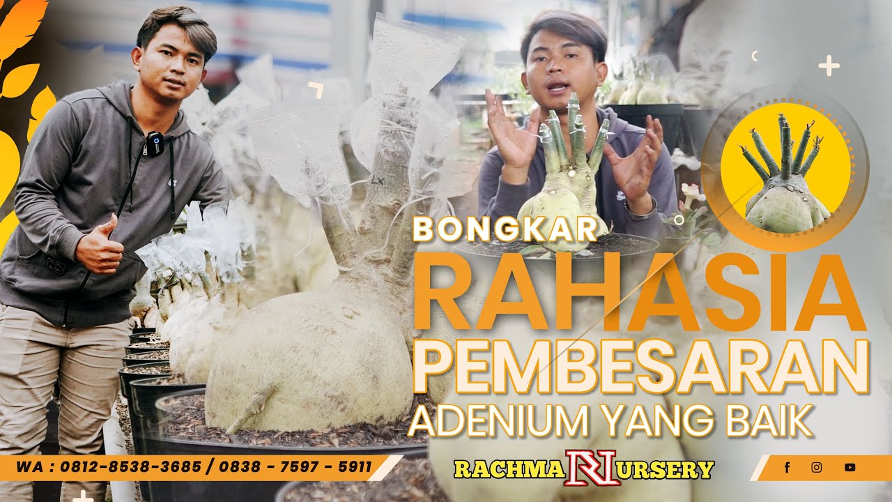 BONGKAR RAHASIA PEMBESARAN ADENIUM #PART2 || SERTA CARA GRAFTINGNYA #rachmannursery #adenium