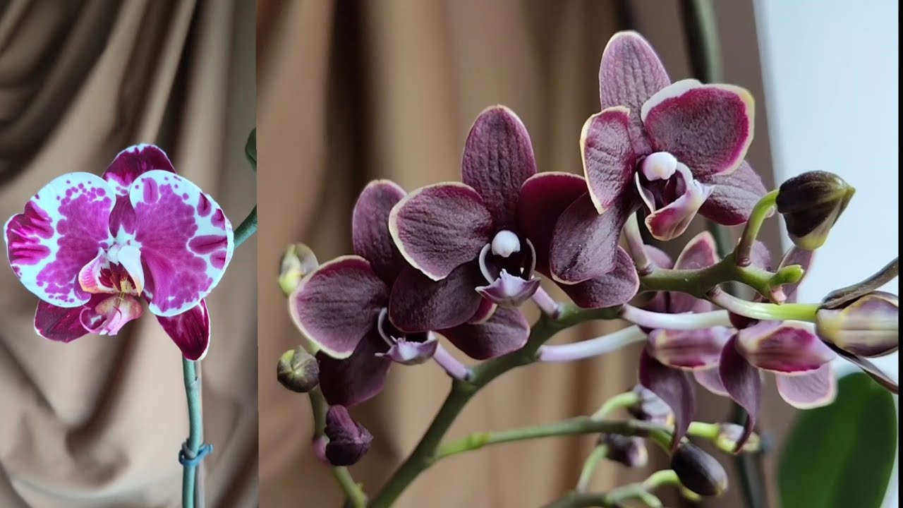 Фаленопсисы и цветение на новых цветоносах #фаленопсис #phalaenopsis #orchid #plants 