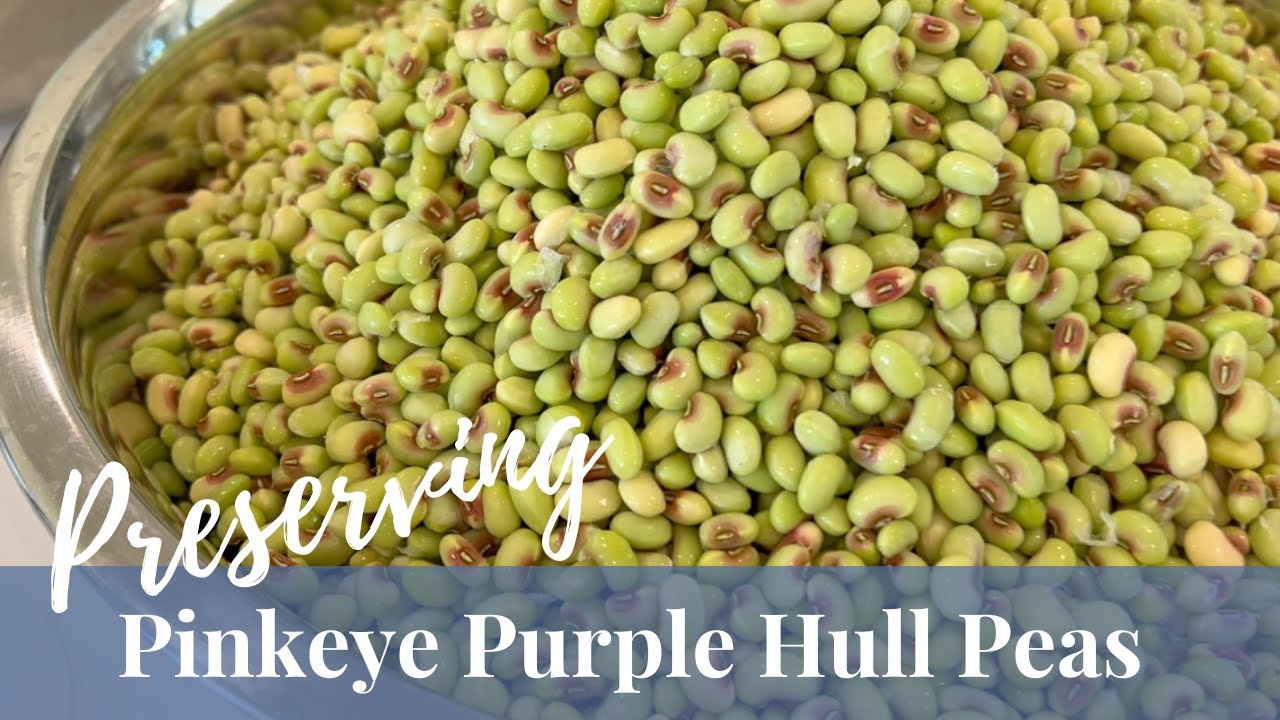 Preserving Pinkeye Purple Hull Peas | Blanch & Freeze