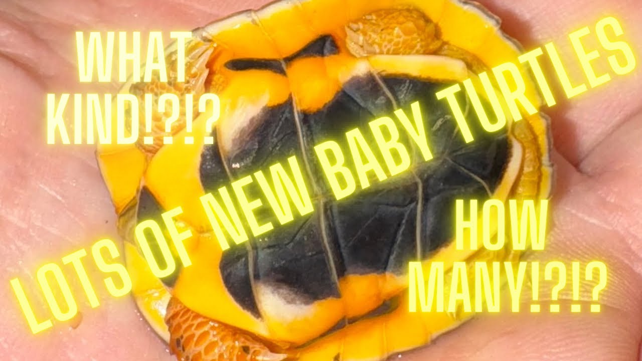 New Baby Turtles (Cuora)