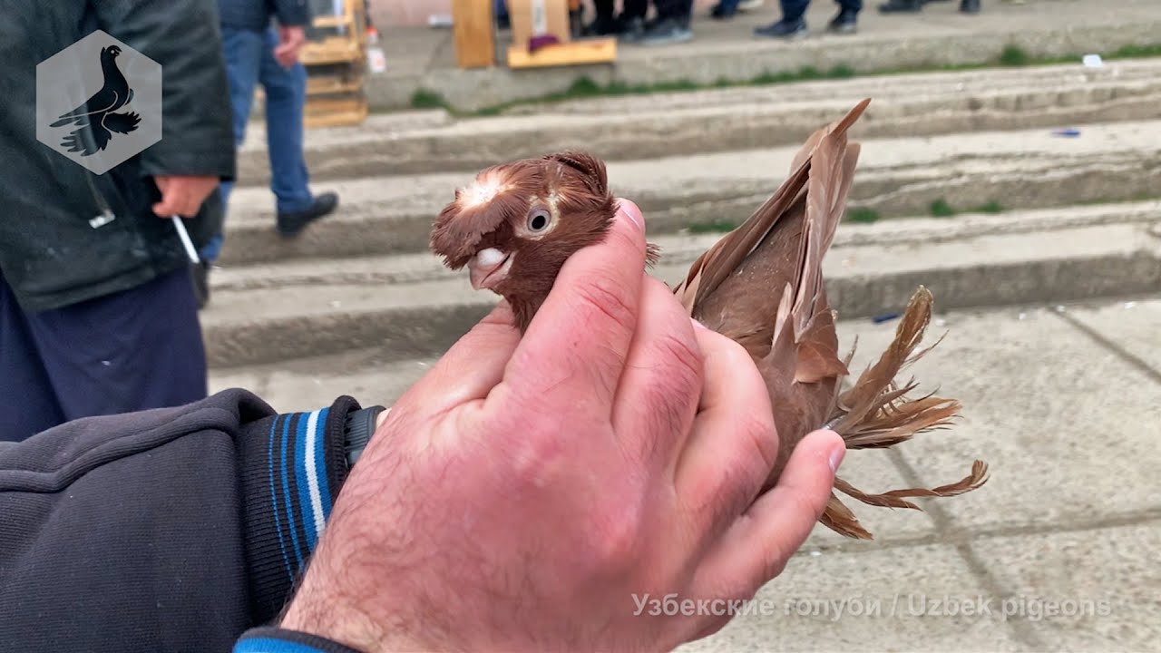 Птичий рынок г. Ташкент - ГОЛУБИ (22.01.2022) / Uzbek Pigeons / Usbekische tauben