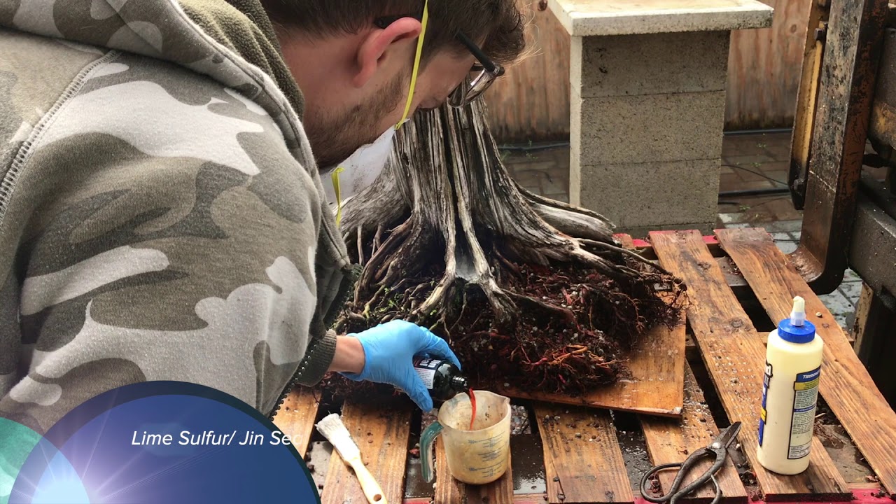 100+ years old Pond Cypress Bonsai Makeover at The Bonsai Supply