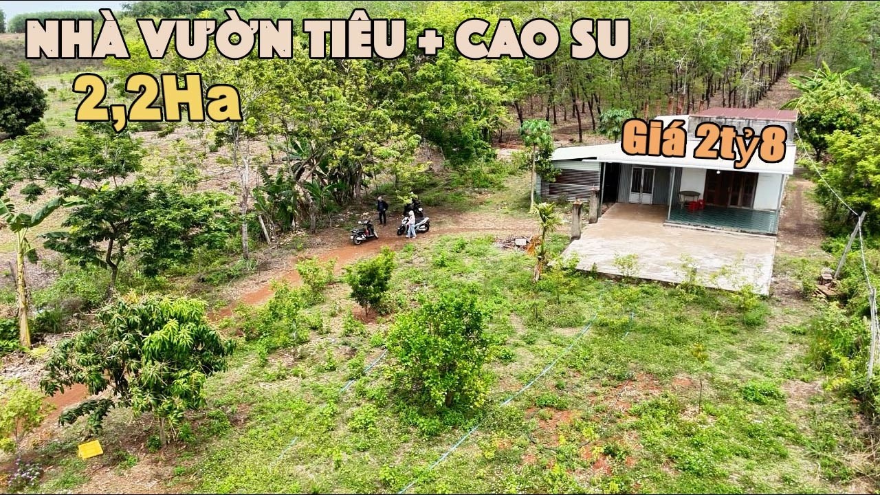 Ngồi Chơi Cũng Có 20Tr Mỗi Tháng .Nhà Vườn Sẵn Nguồn Thu Sát Bên Quốc Lộ và Ngay Giữa Lòng Dân Cư