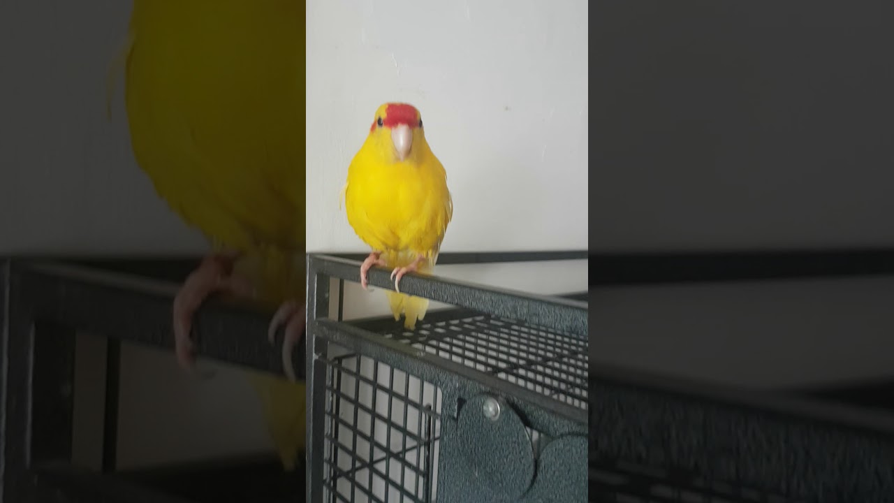 Mon kakariki qui n'est pas content