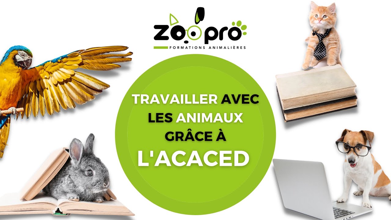 Tout savoir sur l'ACACED et faire un métier avec les animaux !