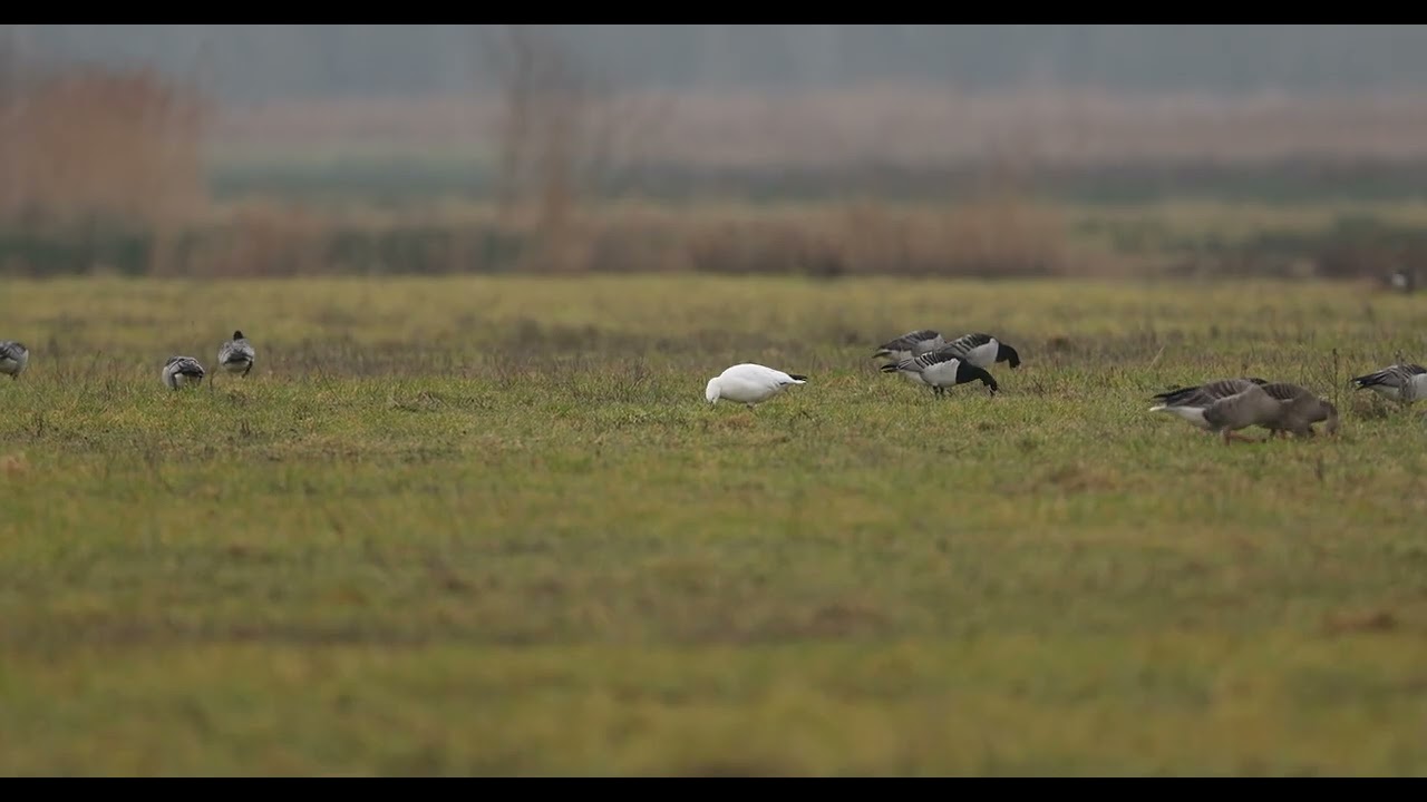 Ross gans brabantse biesbosch