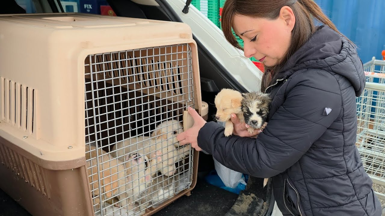 Part 2: Abandoned Puppies Found Near a Trash Bin… How Could Someone Be So Cruel?
