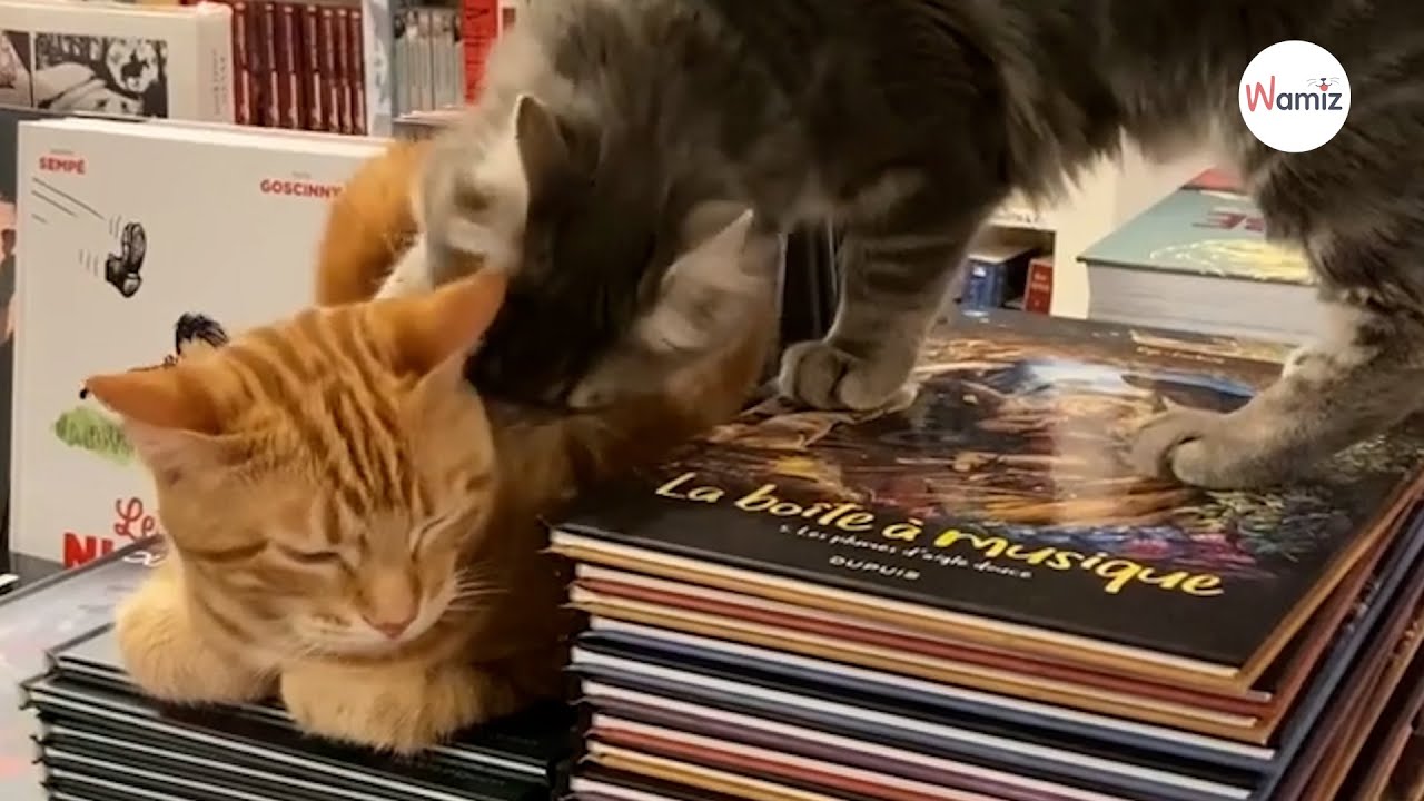 La première librairie en France où l’on peut tester la ronronthérapie pour petits et grands !