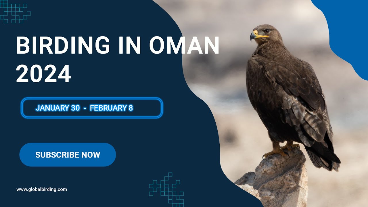 Birding in Oman 2024