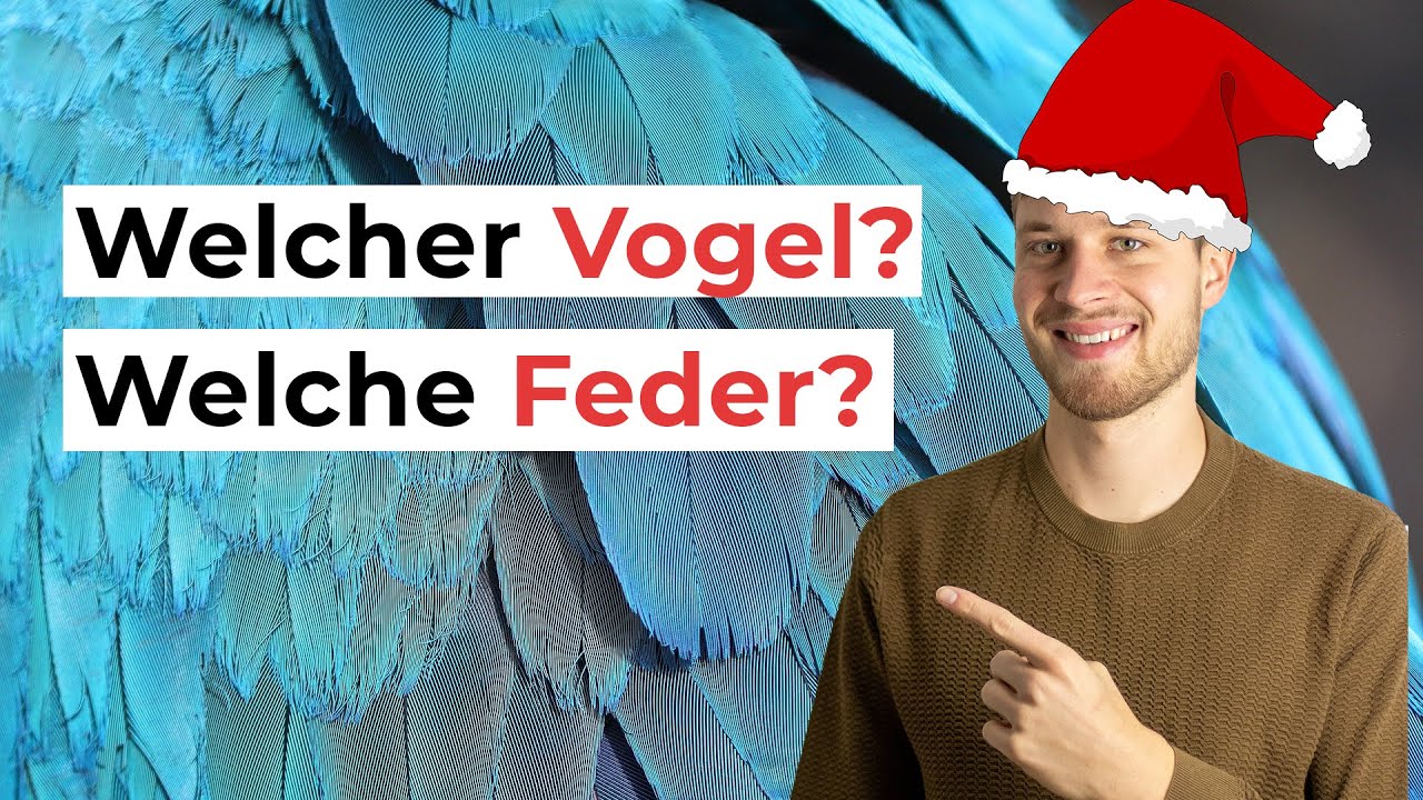Federn bestimmen lernen - Featherbase