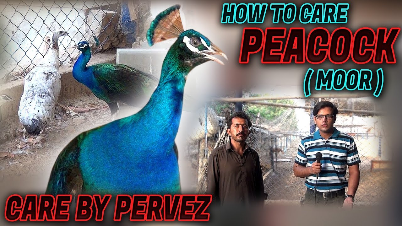 How to care Peacock & breeding (More) by Perveez Jamshed Asmi Informative Channel In (Urdu/Hindi)