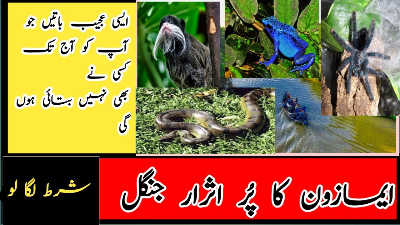 amazon forest | amazon jungle | informative mujtaba