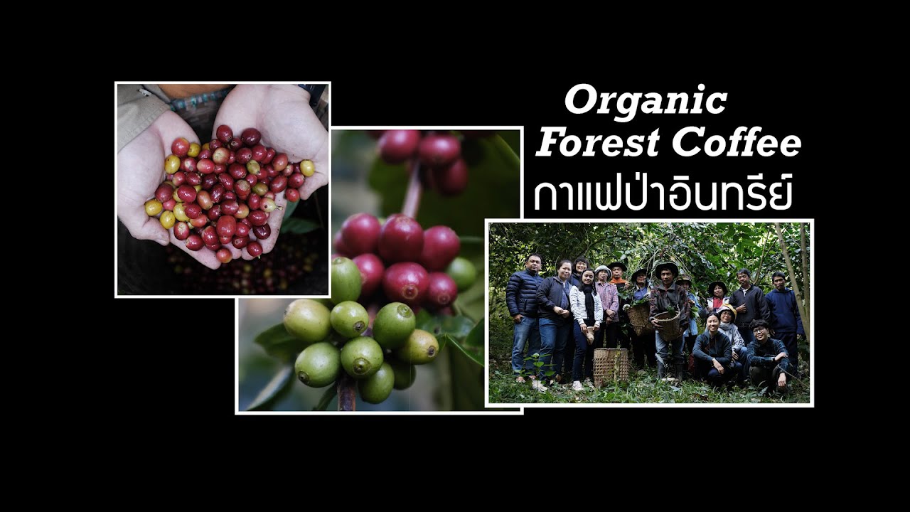 กาแฟอินทรีย์ รักษาป่าต้นน้ำเชียงราย