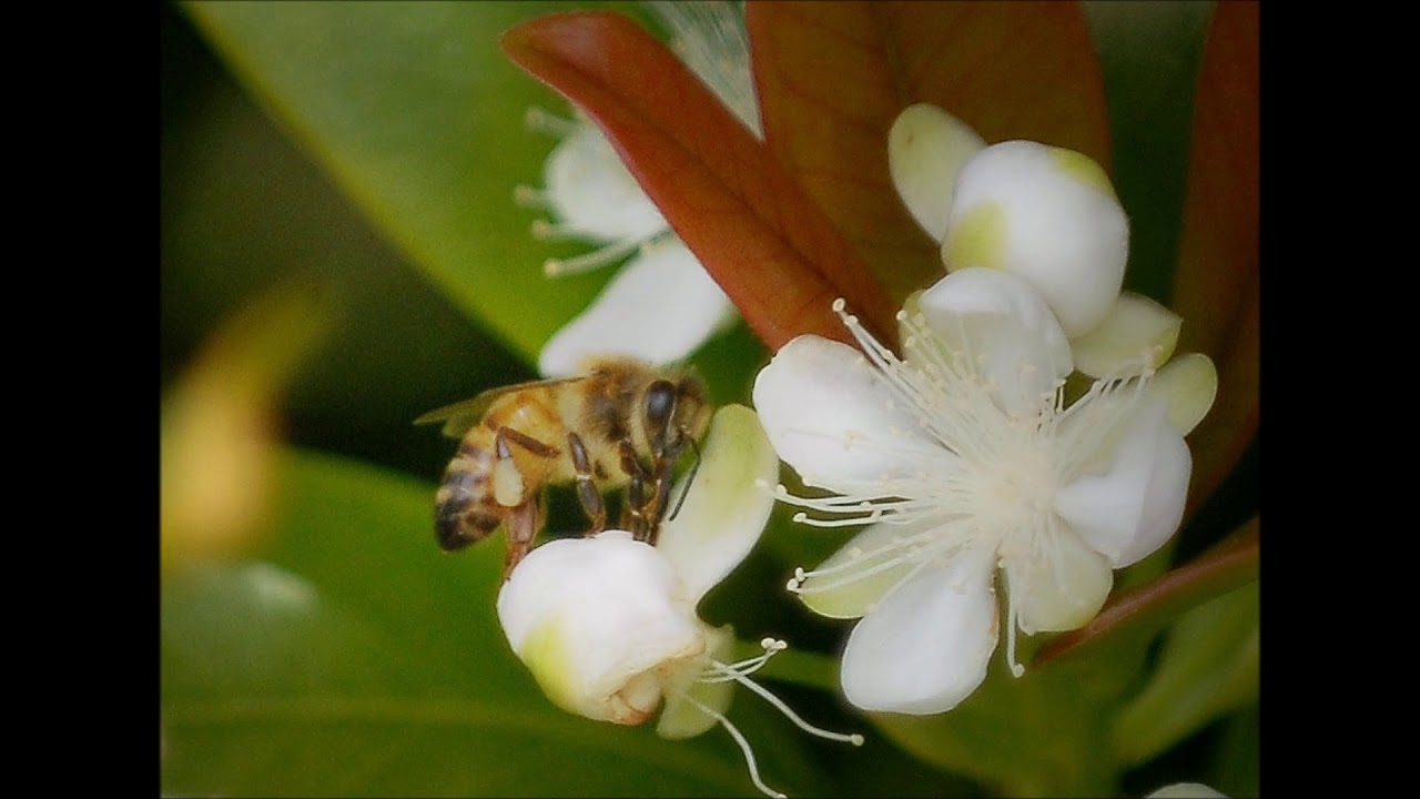 Nalo Meli