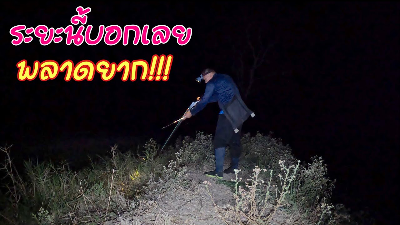ระยะนี้บอกเลย พลาดยาก หนูใหญ่แอบข้างกองข้าว ส่องไปเห็นแต่ตา ใหญ่มากขนเงาวับ ยิงหนูอ.โนนสูง