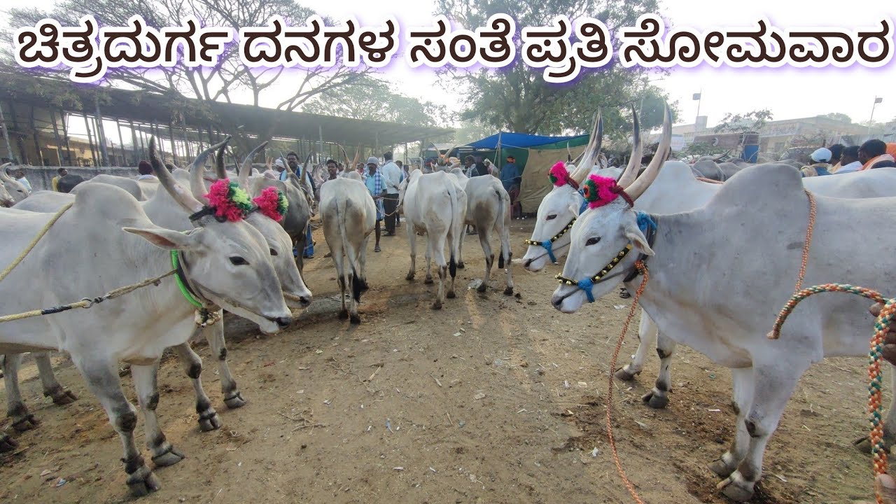 ಚಿತ್ರದುರ್ಗ ದನಗಳ ಸಂತೆ ಪ್ರತಿ ಸೋಮವಾರ Chitradurga Cattle Market every Monday