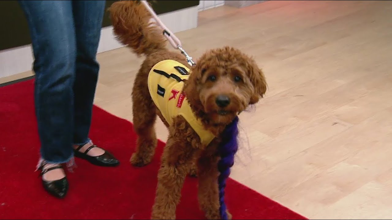 Tail waggin' Tuesday: Easy DIY pet Halloween costumes