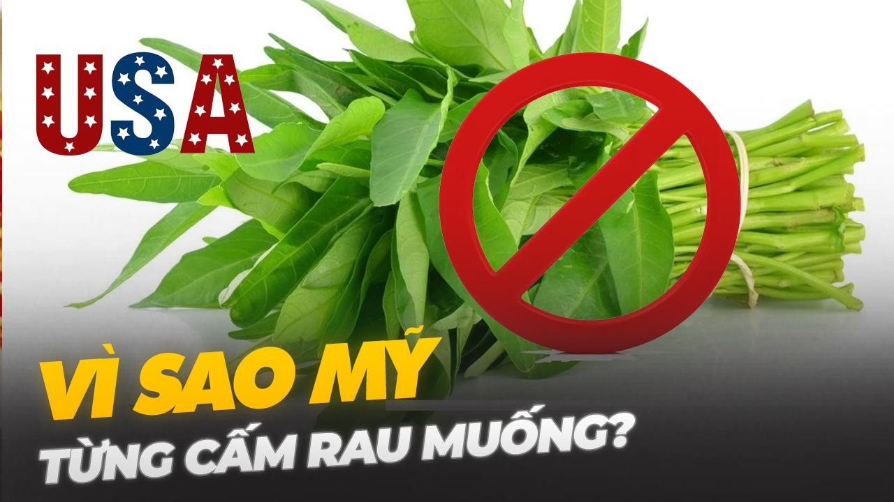 VÌ SAO MỸ TỪNG CẤM RAU MUỐNG?