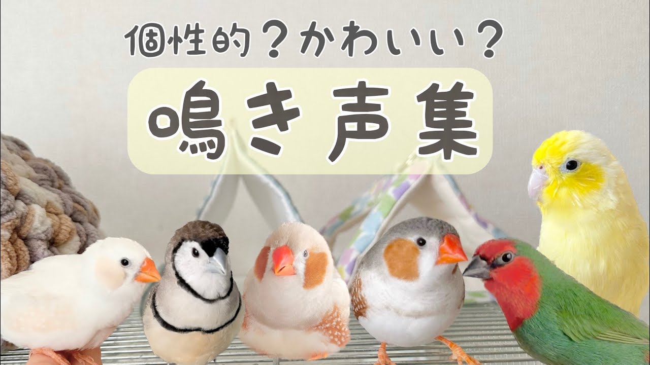 小鳥たちの鳴き声が素敵なので、お鳥さまも人間さんも聞いてみてください