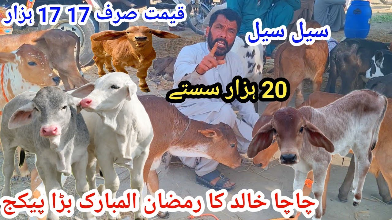 6 March 2026علی گوٹ فارم قیمت صرف 17 17 ہزار چاچا خالد بڑا پیکج کال نمبر 03127009575
