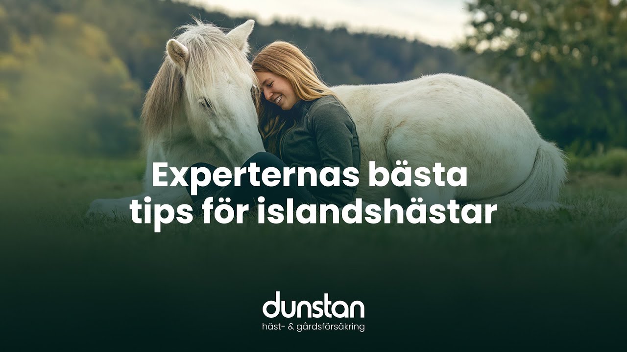 Islandshästar - Köpa, träna & håll dem friska | Med Agneta Rolf, Gestur Juliusson & Florian Lackner