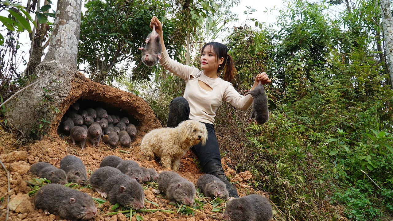 72 Hours Hunting a Giant Bamboo Rat Nest While Harvesting Fresh Fruits for Market Survival!