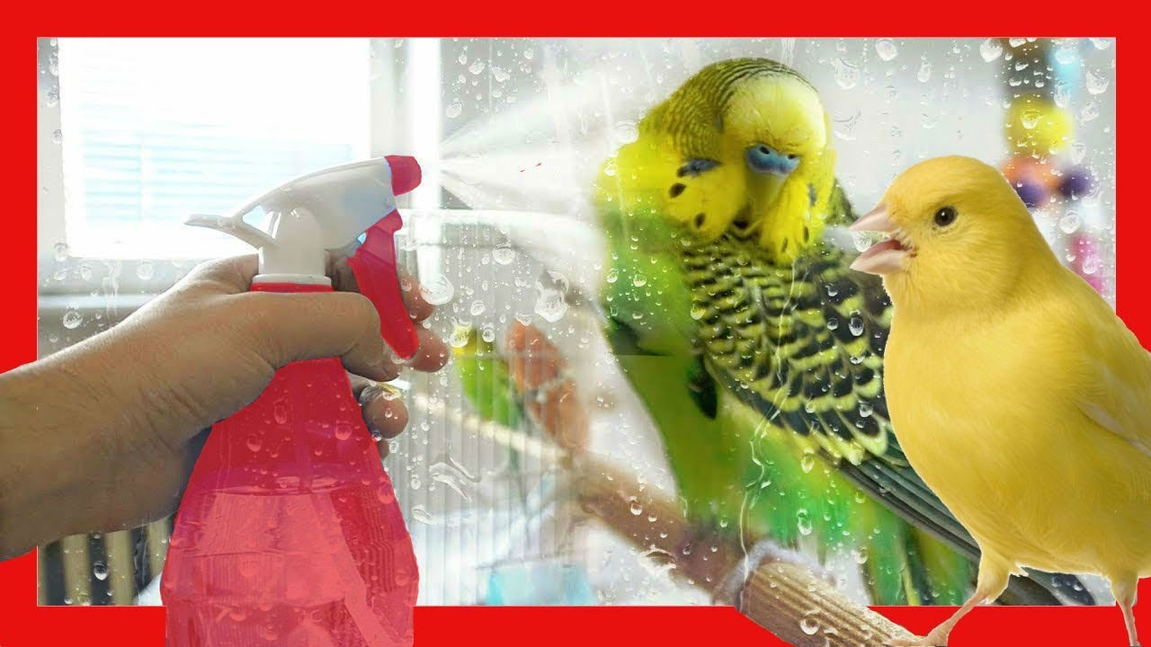ЛУЧШИЕ ТРЕЙКИ НА БАТАРЕИ ПТИЦЫ 🐤