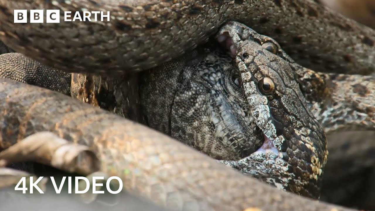 Two Hours of Amazing Animal Moments | 4K UHD | BBC Earth