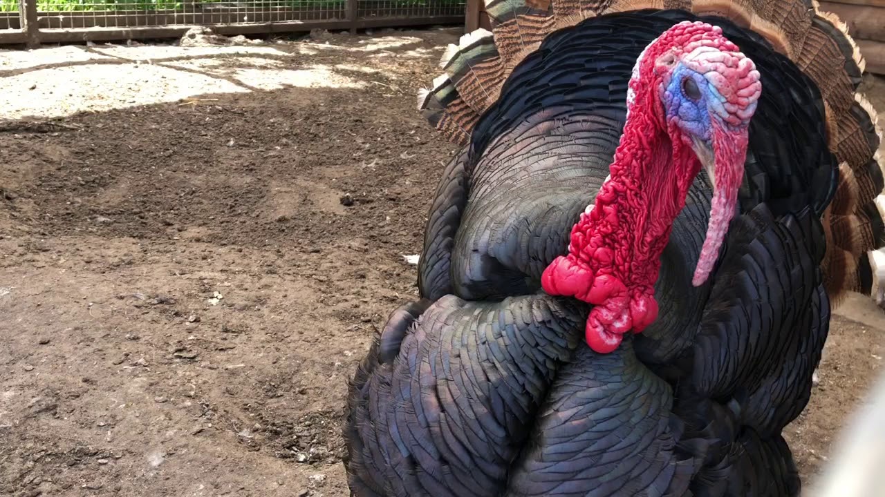 Kinderboerderij en speelweide Tuincentrum de Oosteinde Hillegom