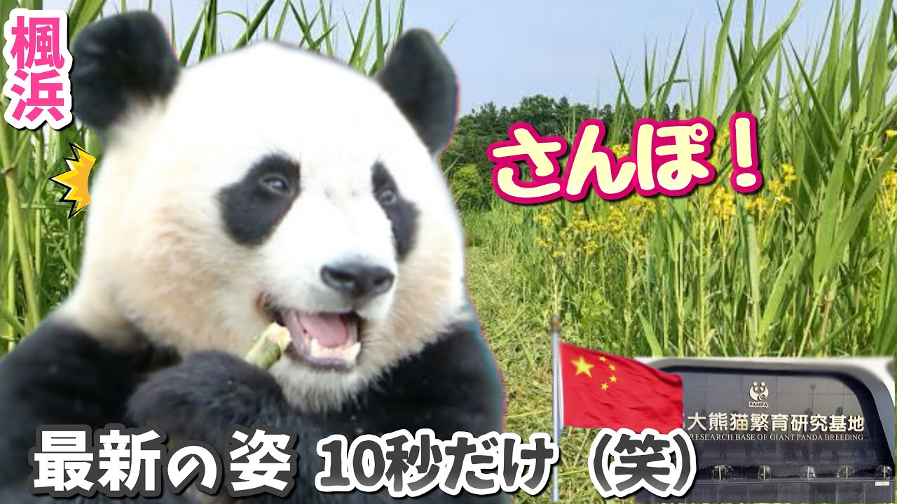 【パンダアイドル楓浜】中国成都ついにお外へ🐼ファンが一気に増えちゃうね‼️