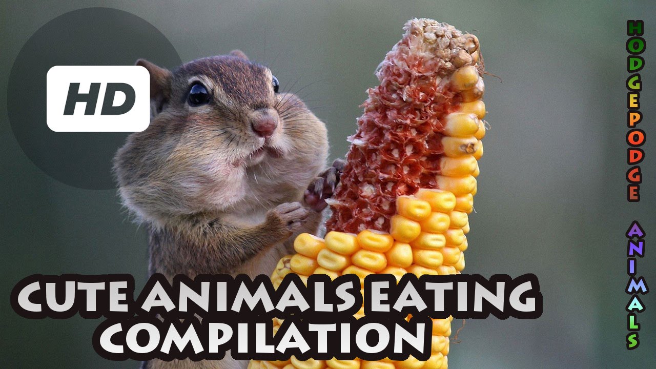 Cute Animals Eating Compilation