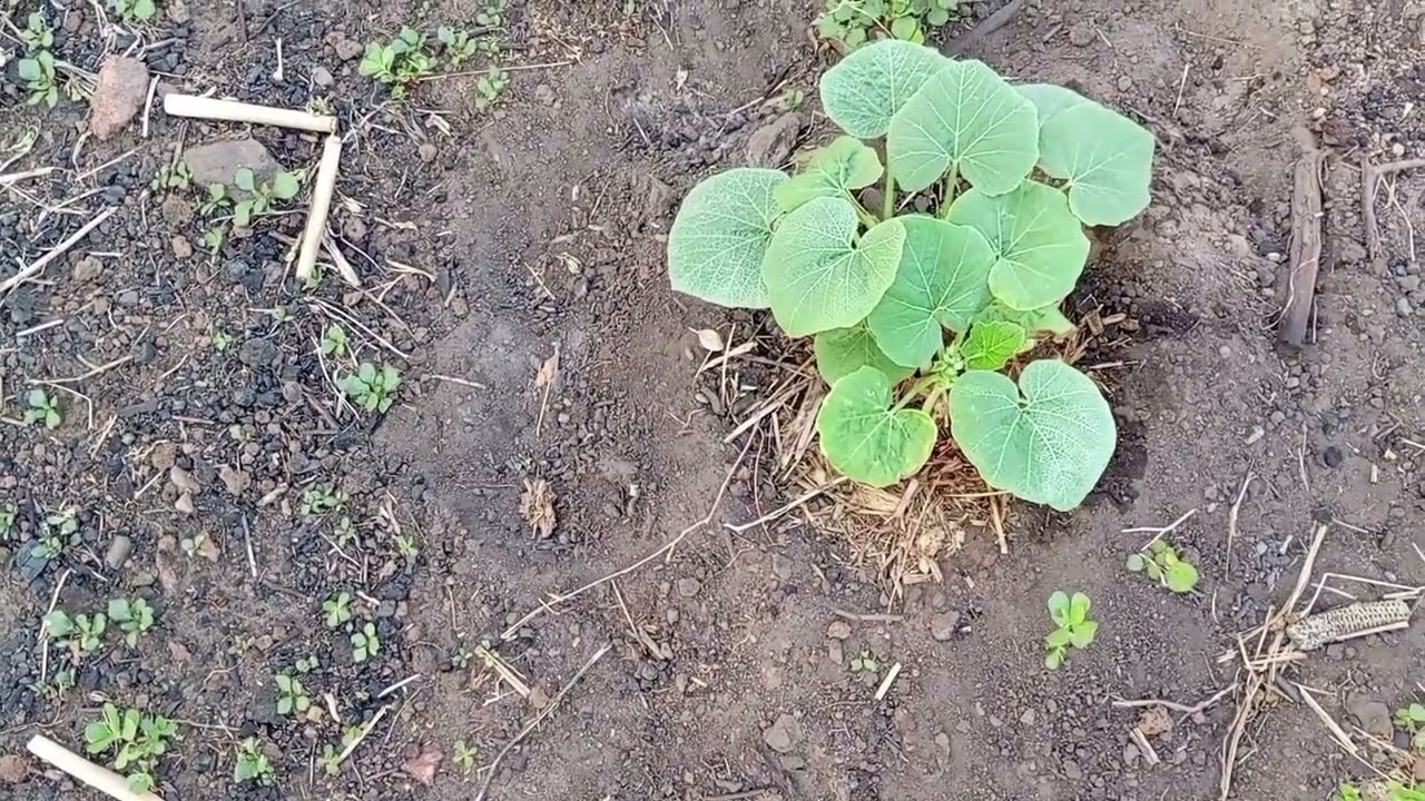 Mesmo sem chover, Veja como as plantas estão lindas 