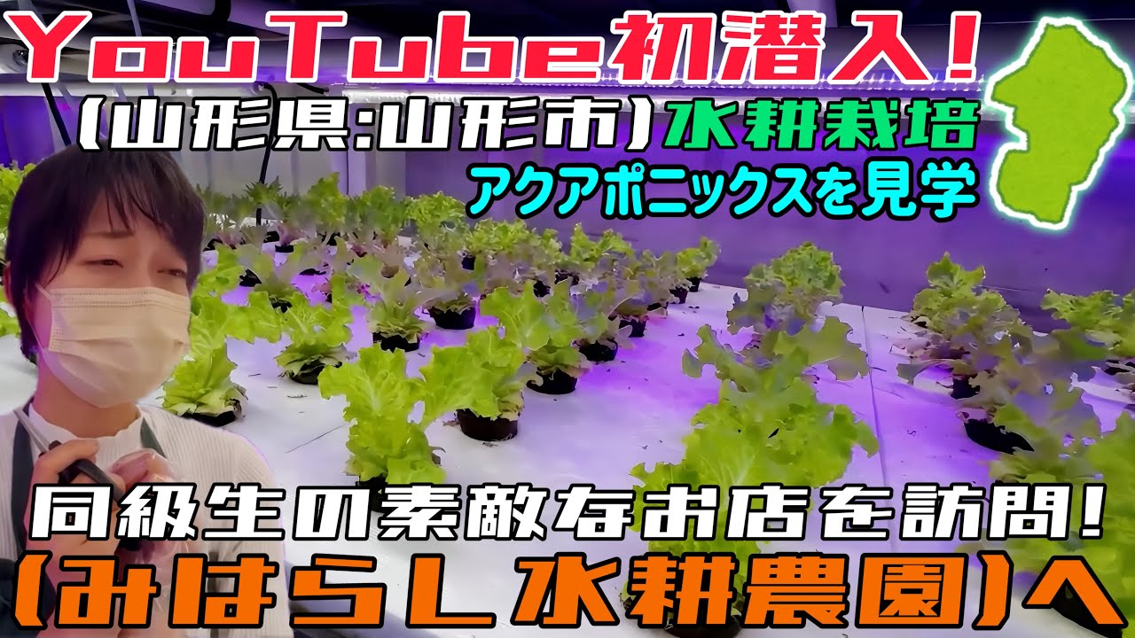 【山形】同級生の挑戦。魚が野菜を育てる“未来の農園”みはらし水耕農園に潜入したら、今まで食べたことない『衝撃の甘さ』のサラダに出会った…！