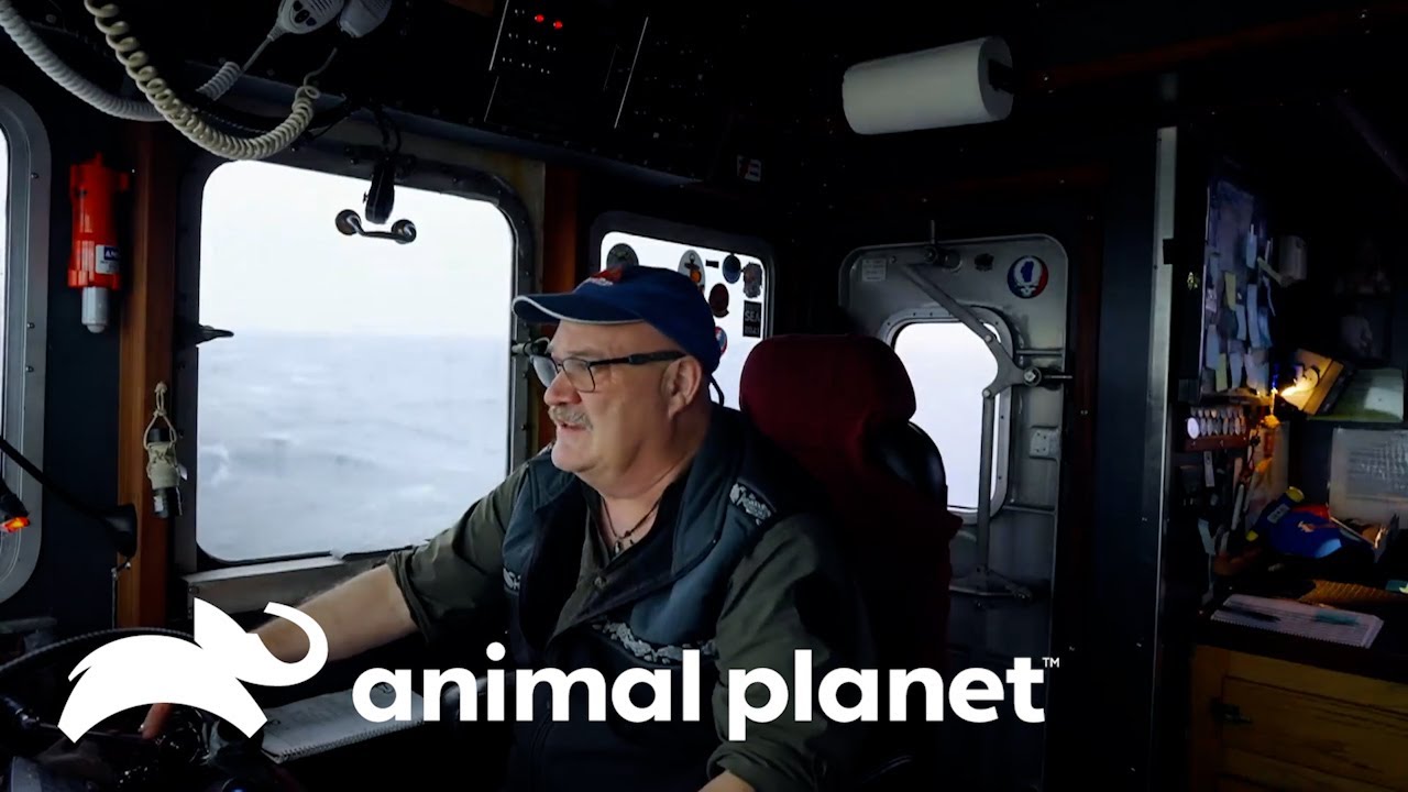 Recogiendo jaulas de cangrejos en un clima agresivo | Pesca Mortal | Animal Planet Latinoam&eacute;rica