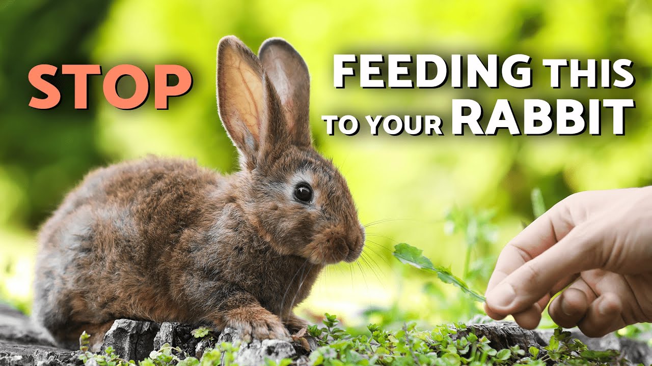 Rabbit DIET GUIDE: Everything Your Rabbit Can and Can’t EAT 🐰🥕 (Complete Feeding Compilation)
