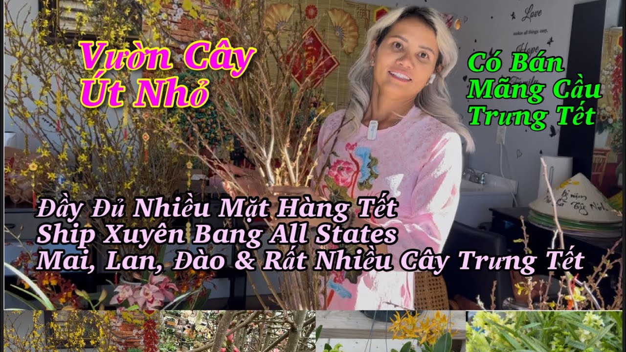 Vườn Chị Út Vừa Về Thêm Nhiều Lan Sưu Tầm, Hoa, Cây Ăn Trái & Phông Nền Tết
