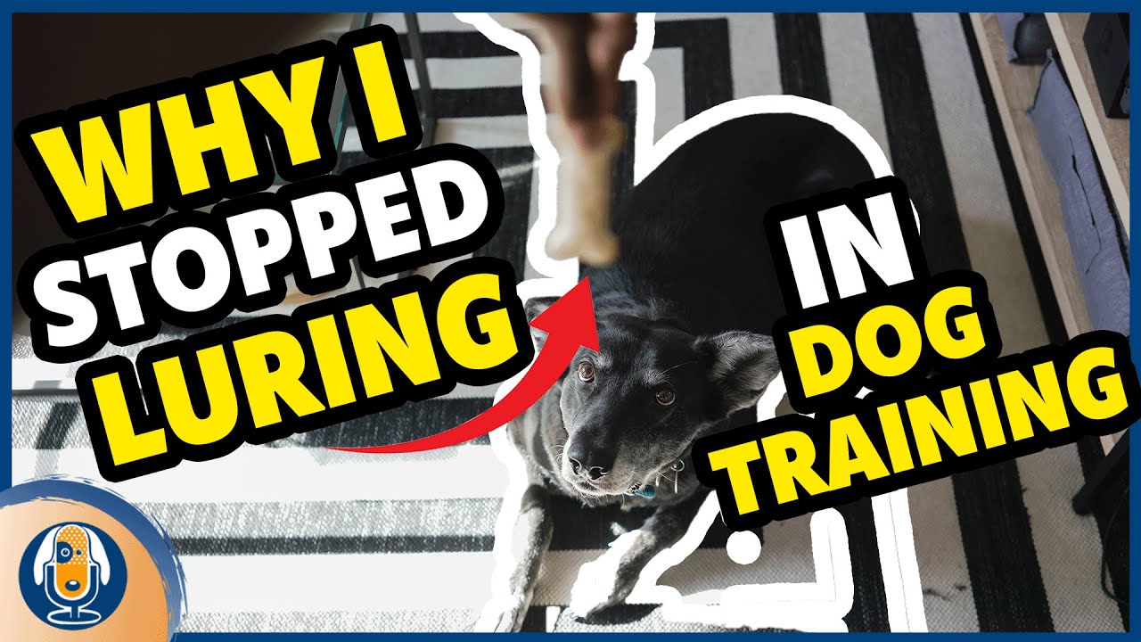 Food Luring VS Shaping In Dog Training: How Science Changed How I Teach Dogs #175 #podcast