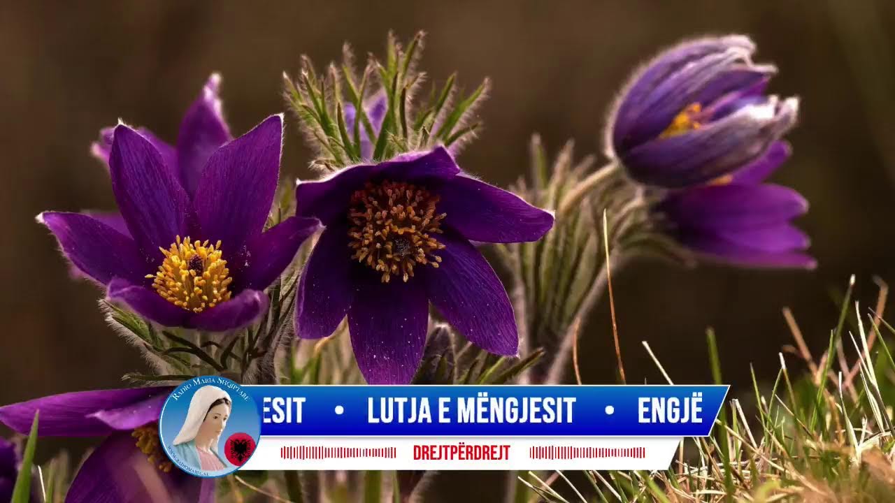 Lutja e mëngjesit, Engjëlli i Zotit & Lavdet e mëngjesit