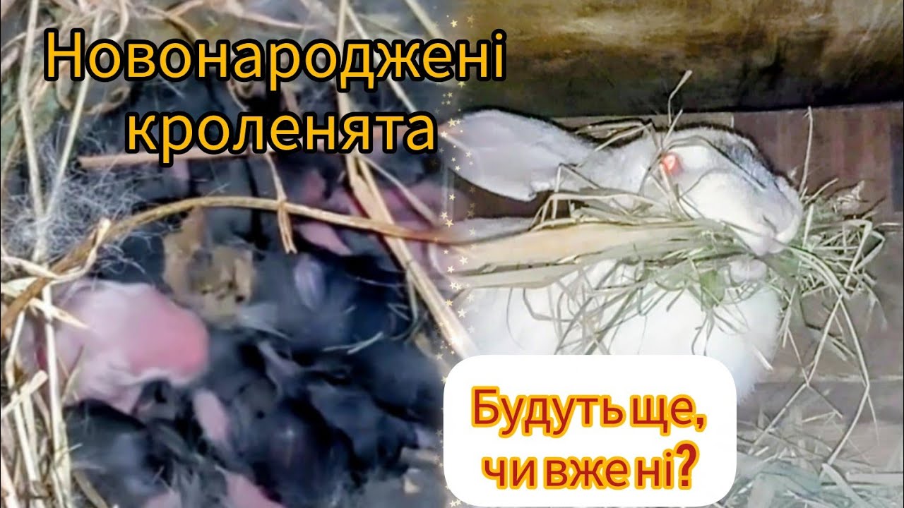 Новонароджені кроленята 🐰 Чи народить біла кролиця?