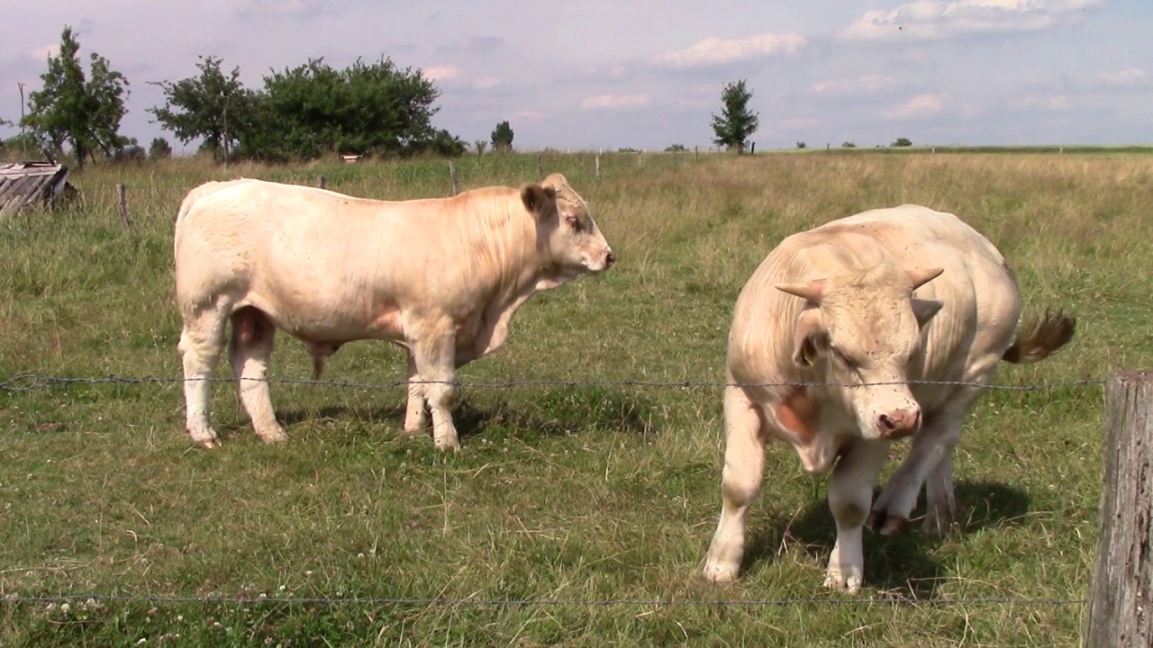 Charolais - Wied: Jungbullen 2017