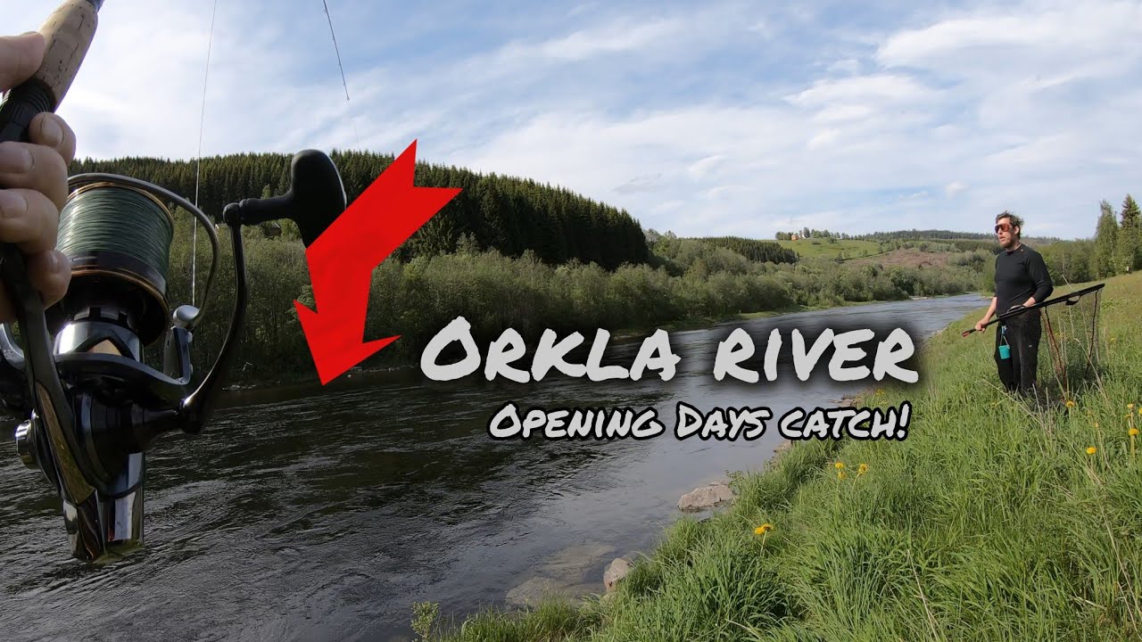 Opening Days Surprise - Beautiful Salmon on the Orkla River